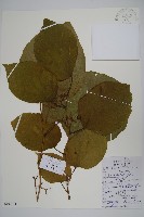 藏品(八角楓)的圖片