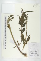 藏品(川續斷)的圖片