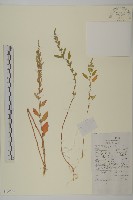 藏品(藜、灰藜)的圖片