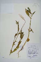 藏品(青葙)的圖片