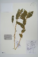 藏品(野莧菜)的圖片