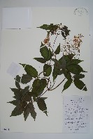 藏品(冇骨消)的圖片