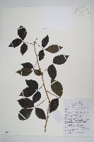 藏品(三葉五加、三加皮)的圖片