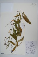 藏品(杏葉沙參)的圖片