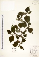 藏品(構樹)的圖片