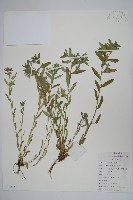 藏品(麥家公)的圖片