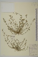 藏品(無心菜、鵝不食草)的圖片