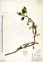 藏品(構樹)的圖片