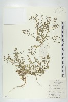 藏品(腺獨行菜)的圖片