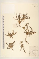 藏品(蒲公英)的圖片