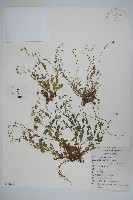 藏品(附地菜)的圖片