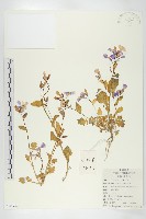 藏品(諸葛菜)的圖片