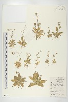 藏品(葶藶)的圖片