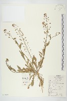 藏品(薺)的圖片