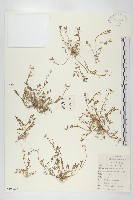 藏品(碎米薺)的圖片