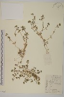 藏品(繁縷)的圖片