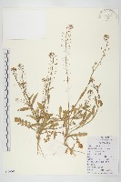 藏品(薺)的圖片