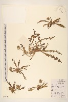 藏品(蒲公英)的圖片