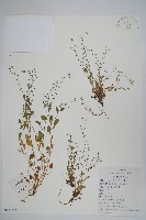 藏品(附地菜)的圖片