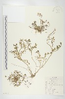 藏品(碎米薺)的圖片