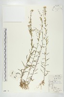 藏品(小花糖芥)的圖片