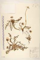 藏品(蒲公英)的圖片