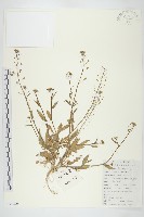 藏品(薺)的圖片