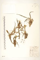 藏品(桃葉鴉蔥)的圖片