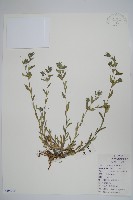 藏品(麥家公)的圖片