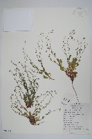 藏品(附地菜)的圖片