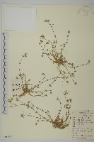 藏品(無心菜、鵝不食草)的圖片