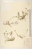 藏品(兔仔菜)的圖片