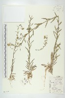 藏品(小花糖芥)的圖片