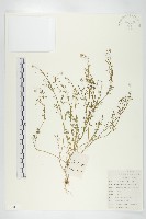 藏品(碎米薺)的圖片