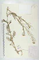 藏品(播娘蒿)的圖片