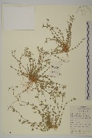 藏品(無心菜、鵝不食草)的圖片