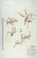 藏品(腺獨行菜)的圖片