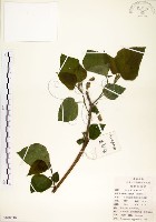 藏品(構樹)的圖片