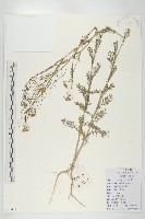 藏品(播娘蒿)的圖片