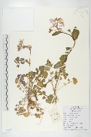 藏品(諸葛菜)的圖片