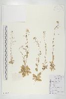 藏品(葶藶)的圖片