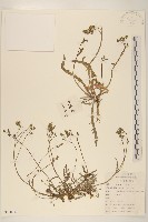 藏品(兔仔菜)的圖片