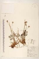 藏品(大丁草)的圖片