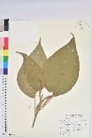 藏品(臺灣鐵莧)的圖片