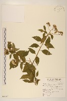 藏品(小舌菊、蔓綿菜)的圖片