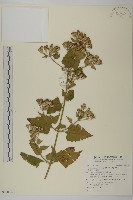 藏品(香澤蘭、飛機草)的圖片