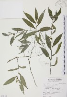 藏品(柚葉藤)的圖片