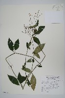 藏品(針刺草)的圖片