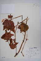 藏品(裂葉秋海棠)的圖片