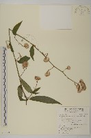 藏品(大頭艾納香)的圖片